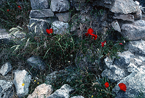 LEICA M6 NIKKOR 2/28